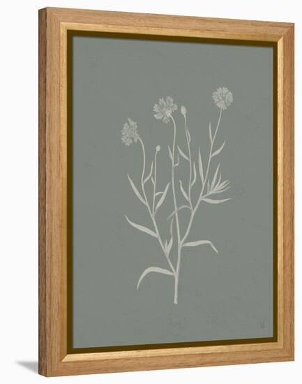 Gifts from the Meadow V Sage-Sarah Adams-Framed Stretched Canvas