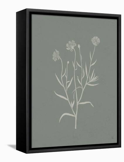 Gifts from the Meadow V Sage-Sarah Adams-Framed Stretched Canvas