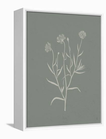 Gifts from the Meadow V Sage-Sarah Adams-Framed Stretched Canvas