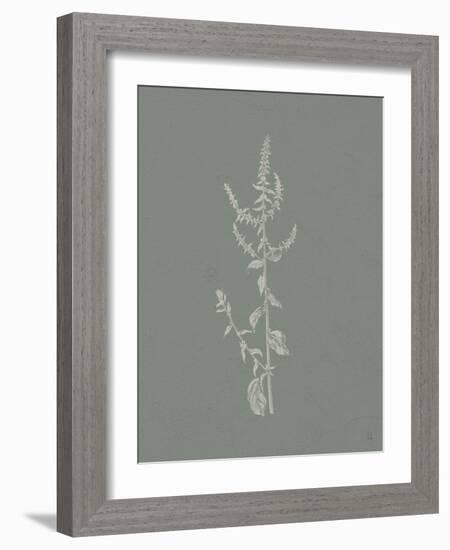 Gifts from the Meadow VI Sage-Sarah Adams-Framed Art Print