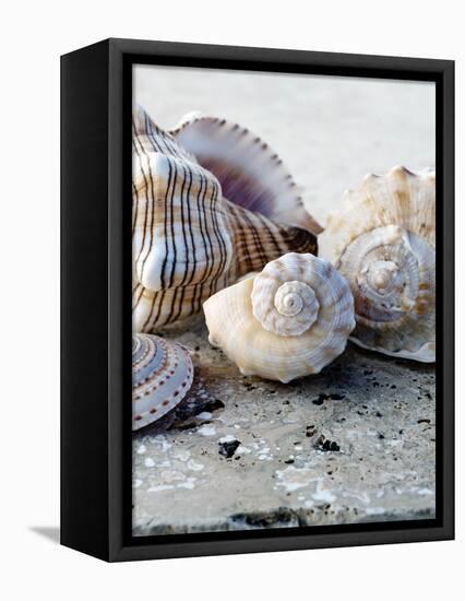 Gifts of the Shore I-Elena Ray-Framed Premier Image Canvas