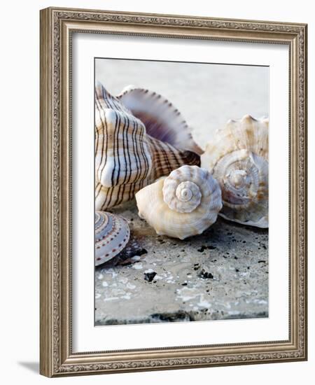Gifts of the Shore I-Elena Ray-Framed Photographic Print