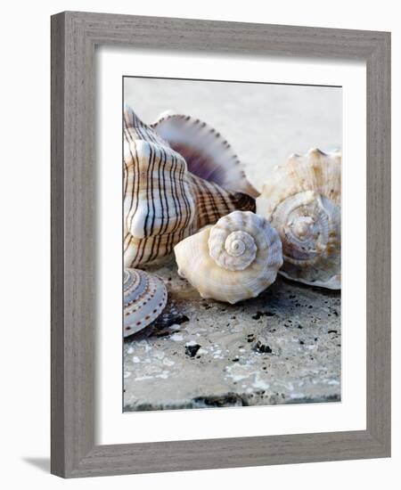 Gifts of the Shore I-Elena Ray-Framed Photographic Print