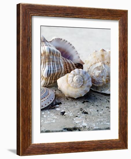 Gifts of the Shore I-Elena Ray-Framed Photographic Print