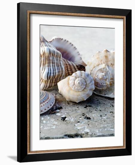 Gifts of the Shore I-Elena Ray-Framed Photographic Print