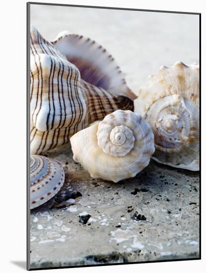 Gifts of the Shore I-Elena Ray-Mounted Photographic Print