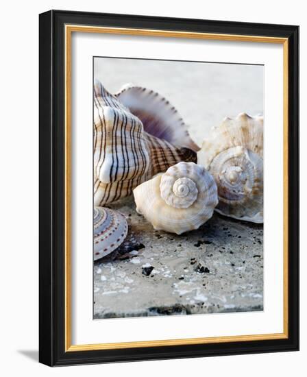 Gifts of the Shore I-Elena Ray-Framed Photographic Print