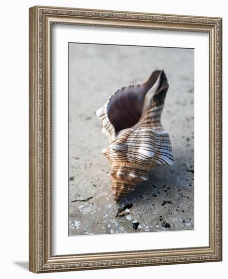 Gifts of the Shore II-Elena Ray-Framed Photographic Print