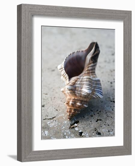 Gifts of the Shore II-Elena Ray-Framed Photographic Print