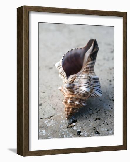 Gifts of the Shore II-Elena Ray-Framed Photographic Print