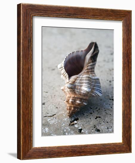 Gifts of the Shore II-Elena Ray-Framed Photographic Print