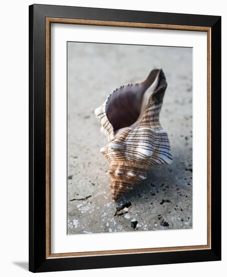 Gifts of the Shore II-Elena Ray-Framed Photographic Print