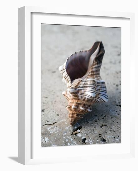 Gifts of the Shore II-Elena Ray-Framed Photographic Print