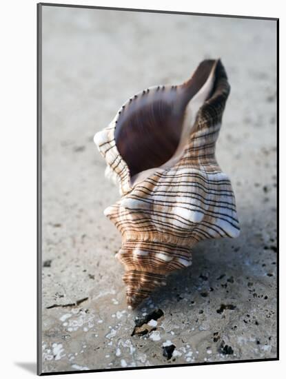 Gifts of the Shore II-Elena Ray-Mounted Photographic Print