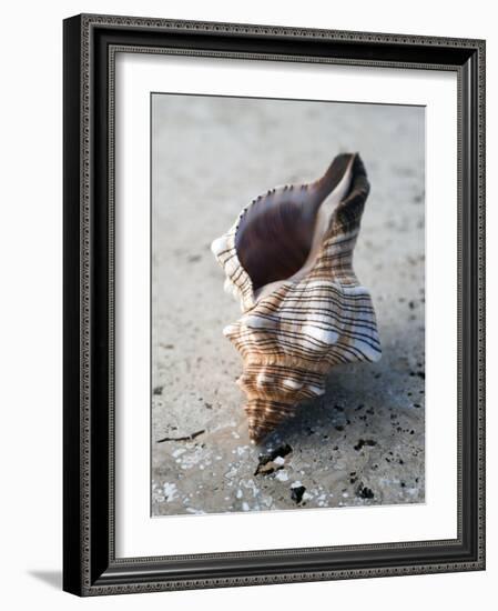 Gifts of the Shore II-Elena Ray-Framed Photographic Print