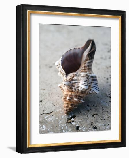 Gifts of the Shore II-Elena Ray-Framed Photographic Print