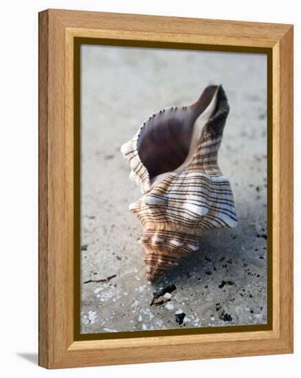 Gifts of the Shore II-Elena Ray-Framed Premier Image Canvas