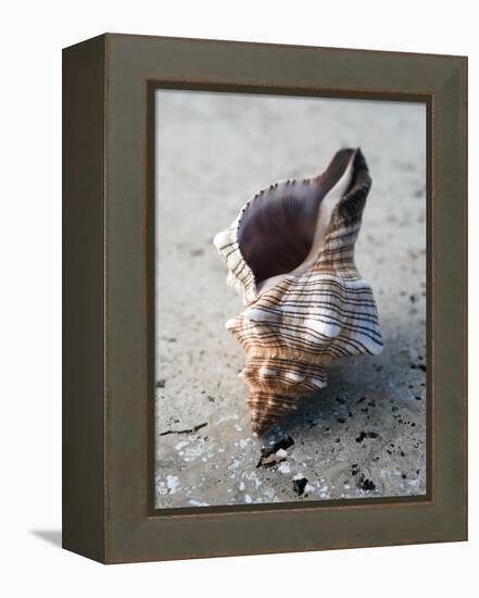 Gifts of the Shore II-Elena Ray-Framed Premier Image Canvas
