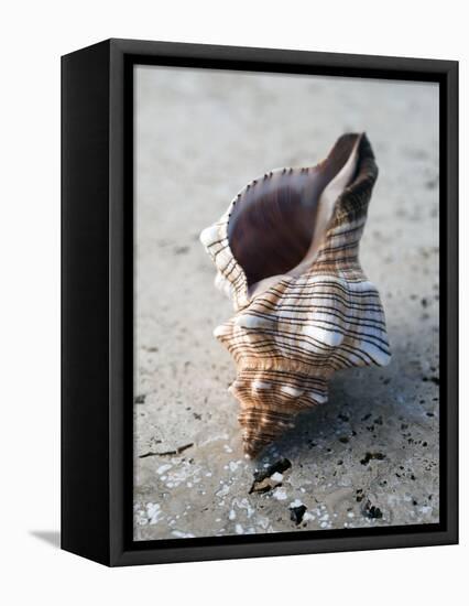 Gifts of the Shore II-Elena Ray-Framed Premier Image Canvas