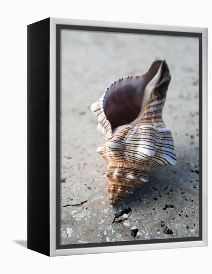 Gifts of the Shore II-Elena Ray-Framed Premier Image Canvas