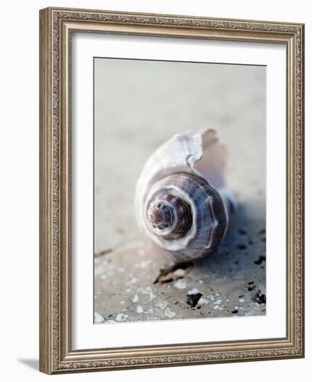 Gifts of the Shore III-Elena Ray-Framed Photographic Print