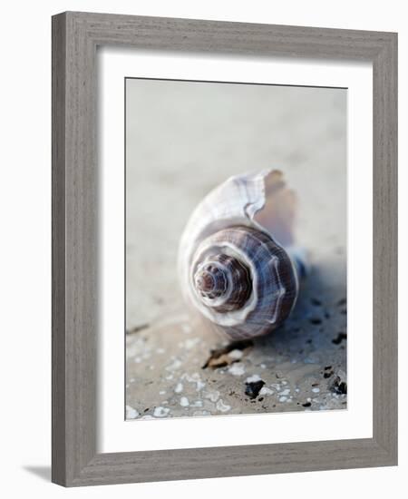 Gifts of the Shore III-Elena Ray-Framed Photographic Print