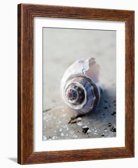 Gifts of the Shore III-Elena Ray-Framed Photographic Print