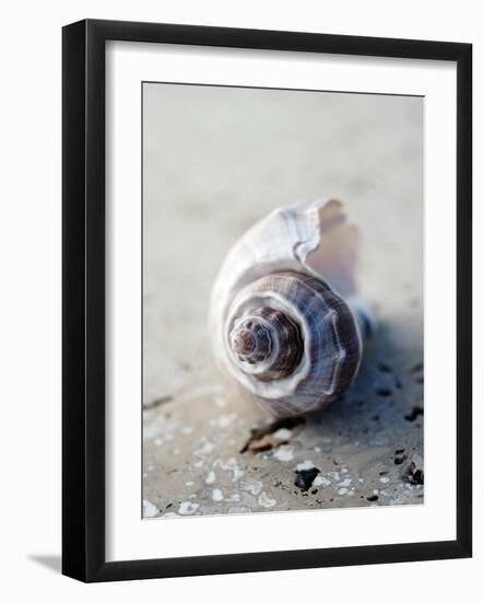 Gifts of the Shore III-Elena Ray-Framed Photographic Print