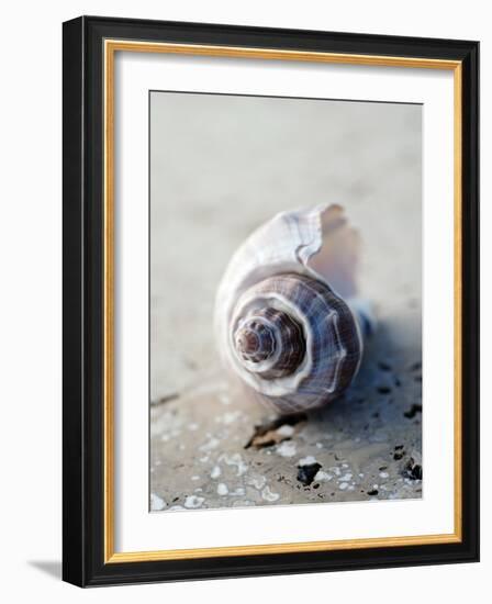 Gifts of the Shore III-Elena Ray-Framed Photographic Print