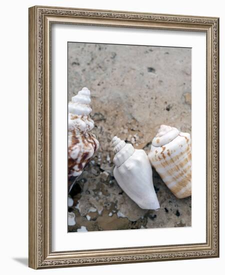 Gifts of the Shore IV-Elena Ray-Framed Photographic Print