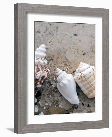 Gifts of the Shore IV-Elena Ray-Framed Photographic Print