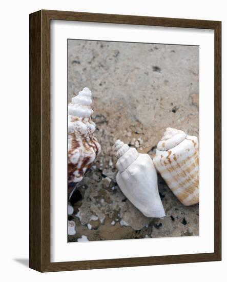 Gifts of the Shore IV-Elena Ray-Framed Photographic Print