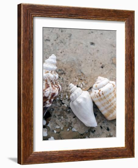 Gifts of the Shore IV-Elena Ray-Framed Photographic Print