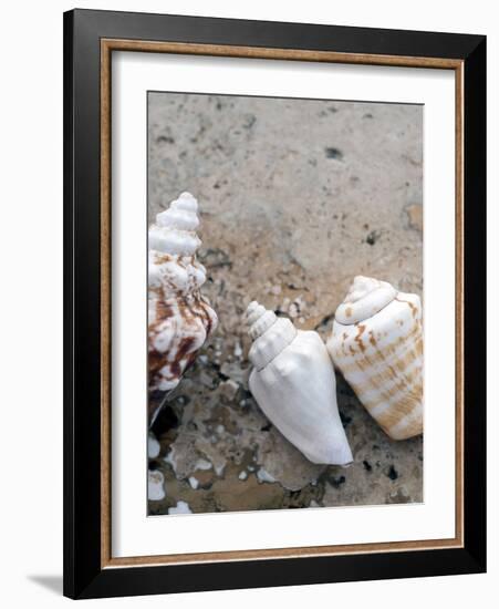 Gifts of the Shore IV-Elena Ray-Framed Photographic Print
