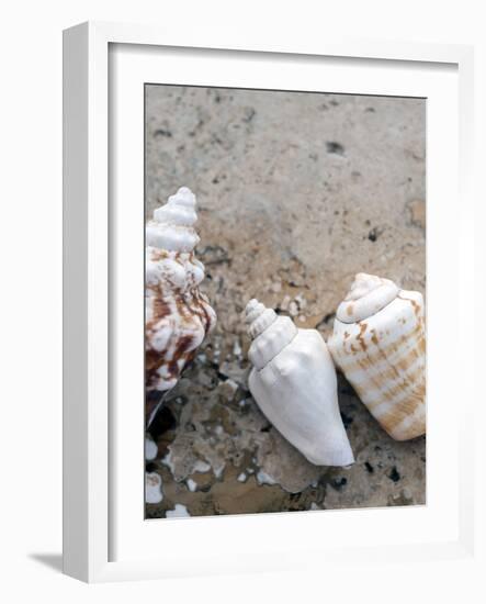 Gifts of the Shore IV-Elena Ray-Framed Photographic Print