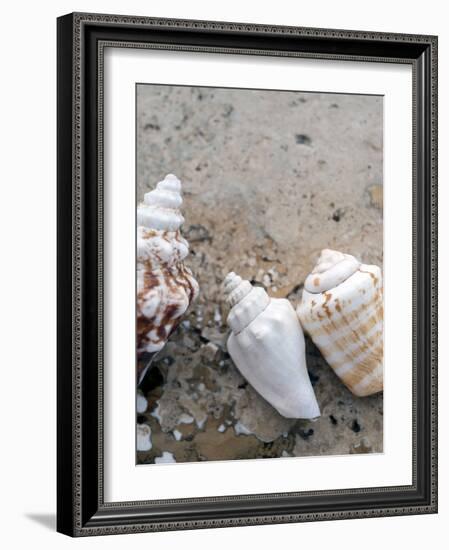 Gifts of the Shore IV-Elena Ray-Framed Photographic Print