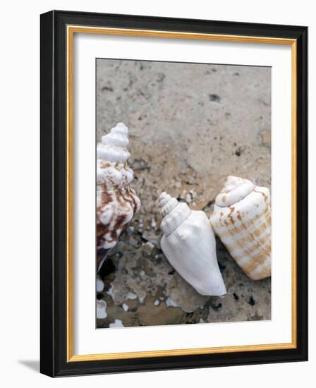 Gifts of the Shore IV-Elena Ray-Framed Photographic Print