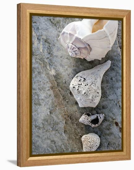 Gifts of the Shore IX-Elena Ray-Framed Premier Image Canvas