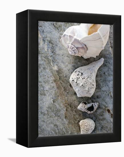 Gifts of the Shore IX-Elena Ray-Framed Premier Image Canvas