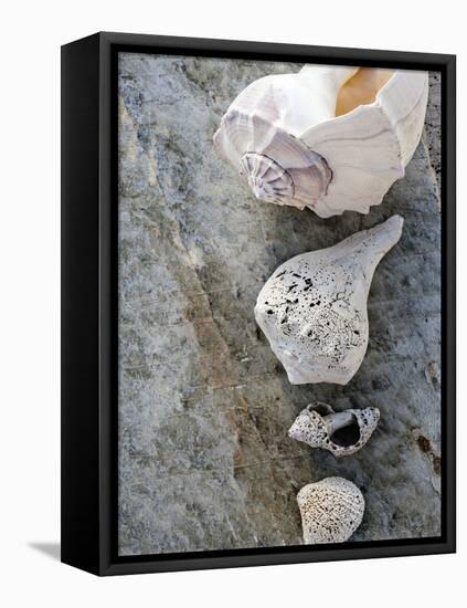 Gifts of the Shore IX-Elena Ray-Framed Premier Image Canvas