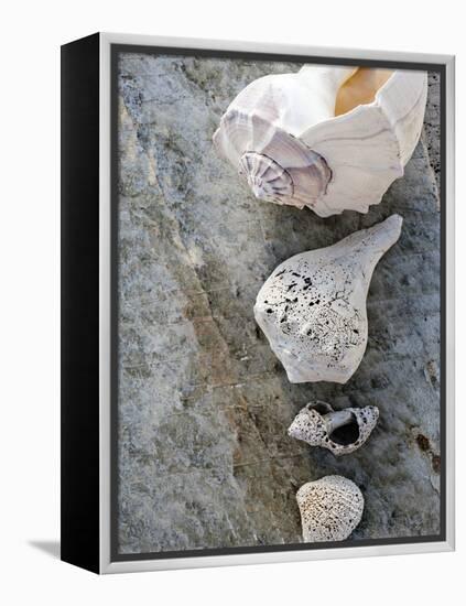 Gifts of the Shore IX-Elena Ray-Framed Premier Image Canvas