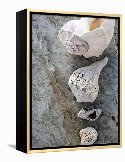 Gifts of the Shore IX-Elena Ray-Framed Premier Image Canvas