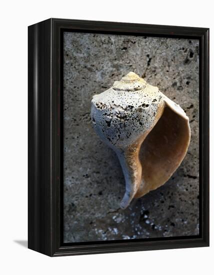 Gifts of the Shore V-Elena Ray-Framed Premier Image Canvas