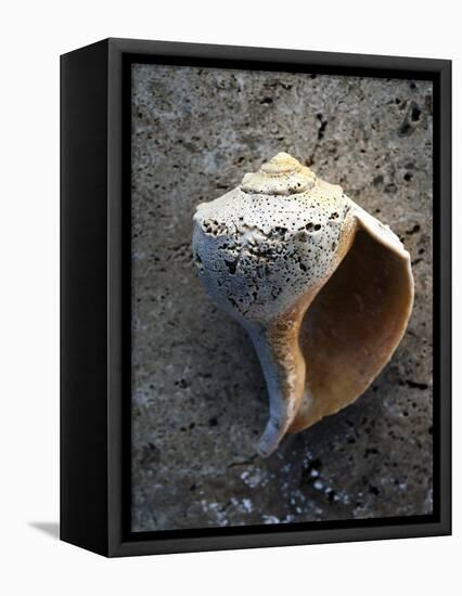 Gifts of the Shore V-Elena Ray-Framed Premier Image Canvas