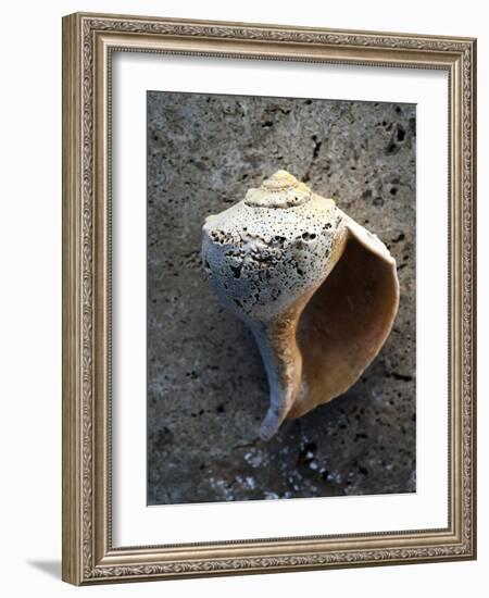 Gifts of the Shore V-Elena Ray-Framed Photographic Print