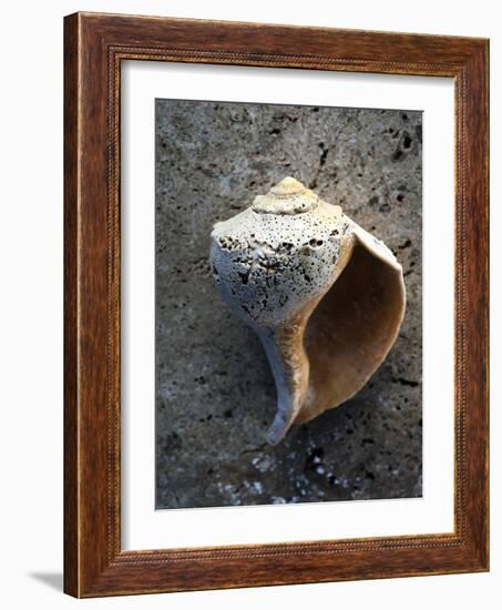 Gifts of the Shore V-Elena Ray-Framed Photographic Print