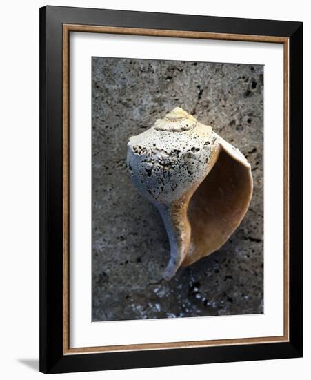 Gifts of the Shore V-Elena Ray-Framed Photographic Print