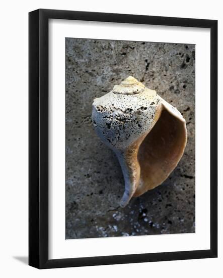 Gifts of the Shore V-Elena Ray-Framed Photographic Print