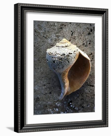 Gifts of the Shore V-Elena Ray-Framed Photographic Print