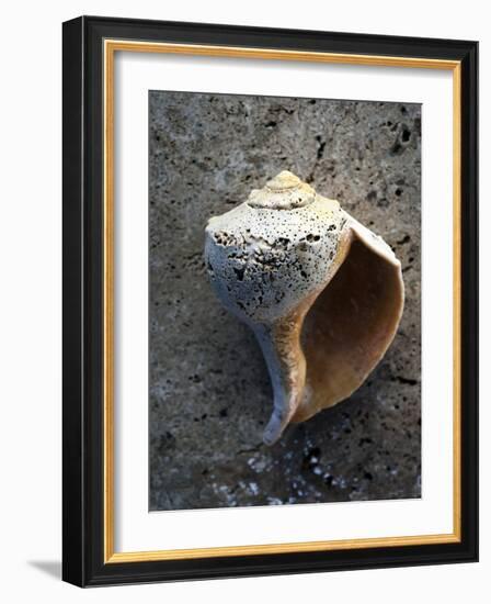 Gifts of the Shore V-Elena Ray-Framed Photographic Print